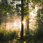sunlight through trees